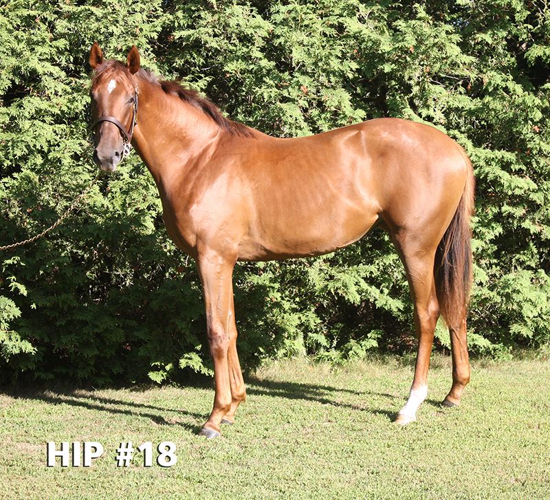 Yearling Sale | CTHS Ontario